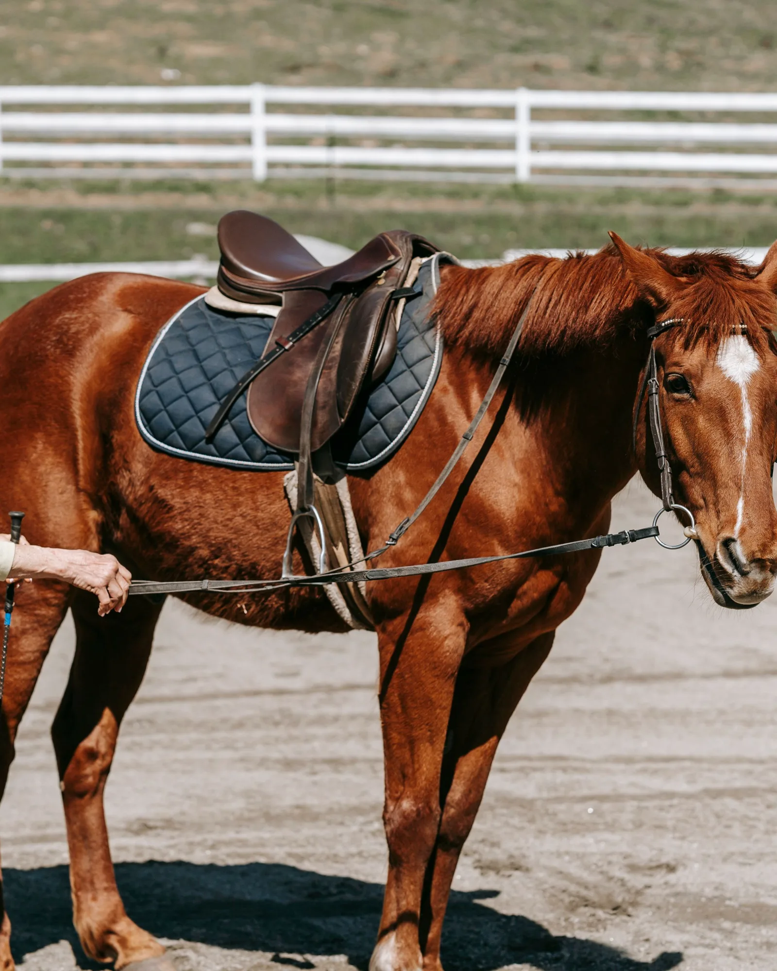 Cavalière casquée qui ajuste la sangle de sa selle sur un cheval alezan avant de monter