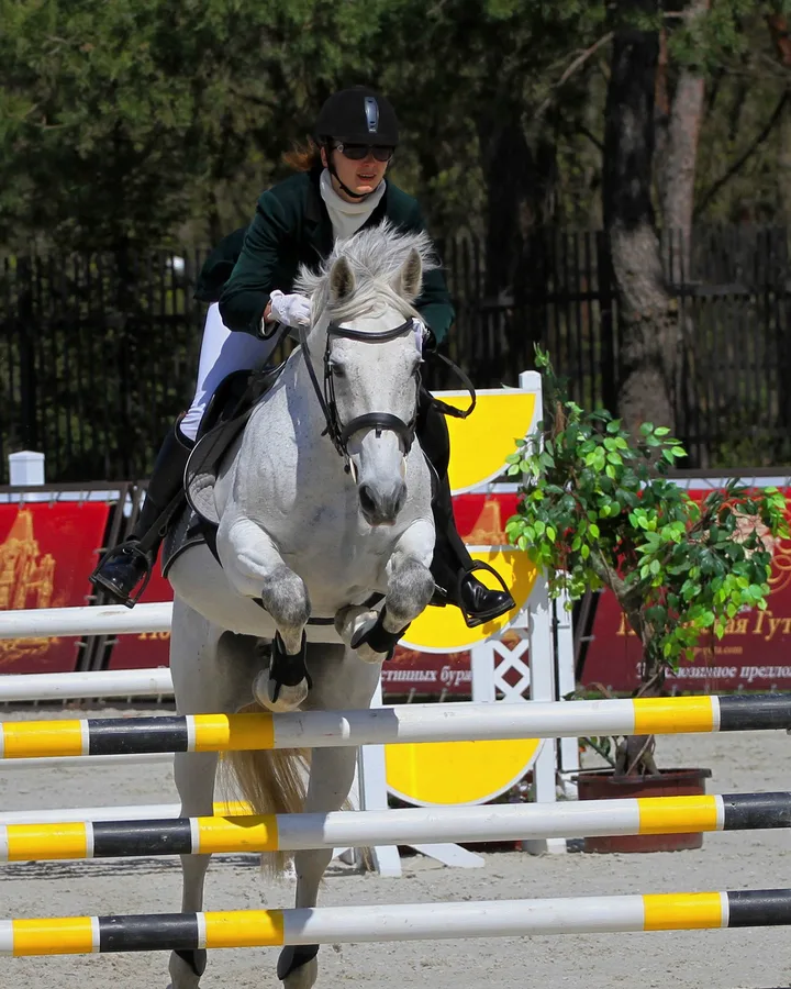 Cheval gris de face au-dessus d’un vertical jaune et noir, cavalière en veste verte