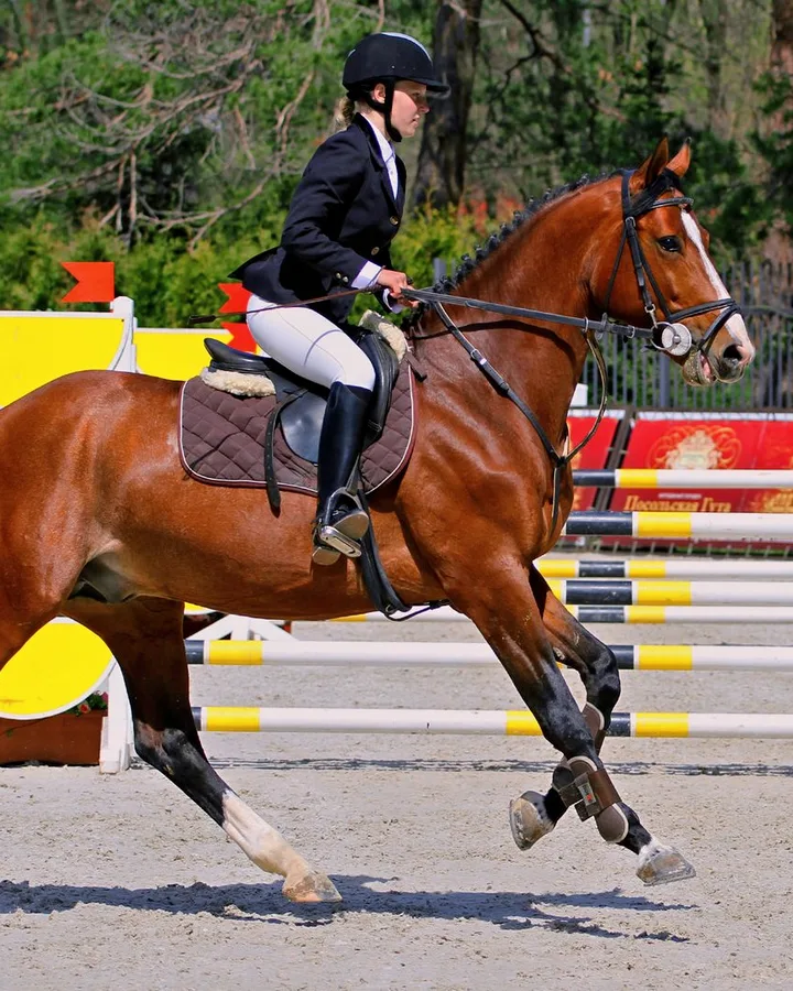 Cavalière en veste marine au galop sur un cheval bai, entre deux obstacles jaunes et blancs