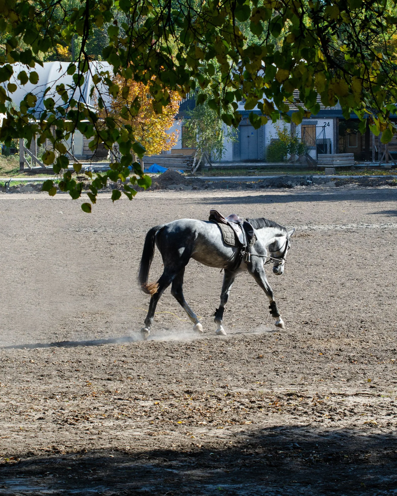 Cheval gris en dressage, encolure arrondie, au trot rassemblé